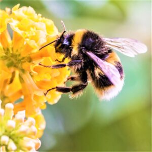 Agromonte per la biodiversità
