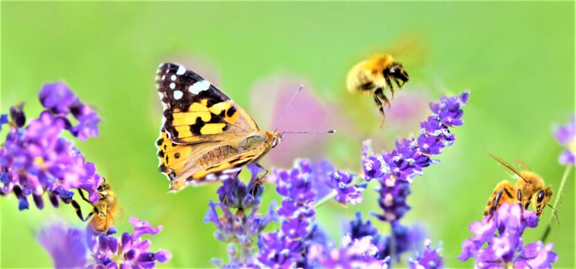 Agromonte per la biodiversità con 3Bee