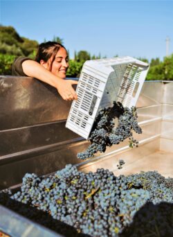 Profumi di Mosto da record: 28 cantine aperte in Valtènesi domenica 8 ottobre per la 22^ edizione
