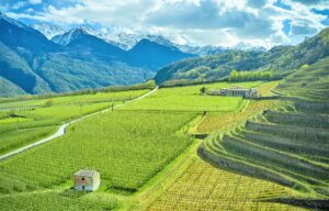 Mela di Valtellina IGP