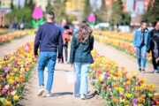 Agricola delle Meraviglie by Steflor: il campo di tulipani apre a fine marzo