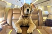 K9 JETS: nuovo volo da Milano a New York. Zero stress per animali domestici e proprietari