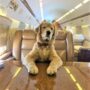K9 JETS: nuovo volo da Milano a New York. Zero stress per animali domestici e proprietari