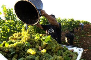 A Cantina di Venosa già si vendemmia con il moscato