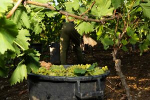 A Cantina di Venosa già si vendemmia con il moscato
