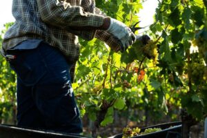 A Cantina di Venosa già si vendemmia con il moscato